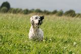 SETTER ANGLAIS 292